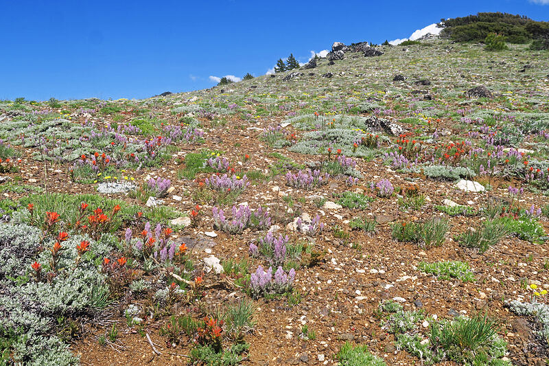 wildflowers [Dutchman Peak, Rogue River-Siskiyou National Forest, Jackson County, Oregon]