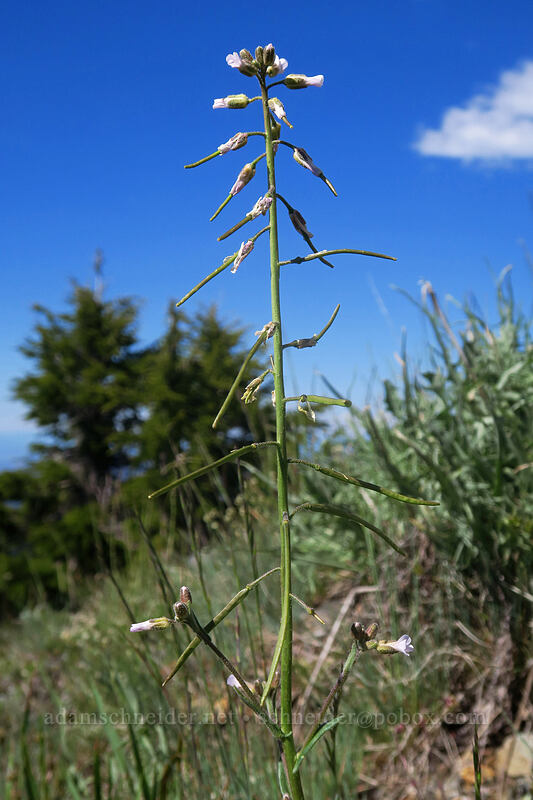few-flowered rock-cress (Boechera pauciflora (Arabis sparsiflora var. subvillosa)) [Dutchman Peak, Rogue River-Siskiyou National Forest, Jackson County, Oregon]