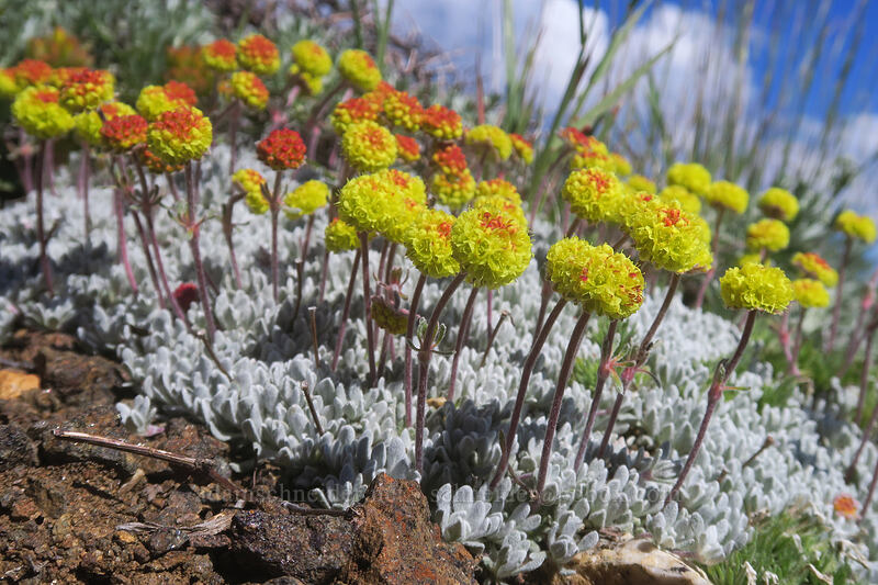 southern wild buckwheat (Eriogonum douglasii var. meridionale) [Dutchman Peak, Rogue River-Siskiyou National Forest, Oregon]
