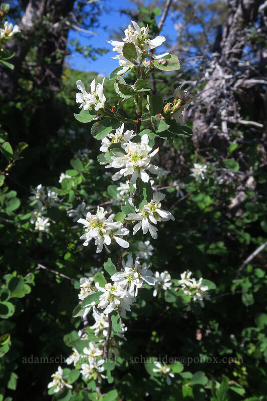 serviceberry flowers (Amelanchier alnifolia) [Dutchman Peak, Rogue River-Siskiyou National Forest, Jackson County, Oregon]