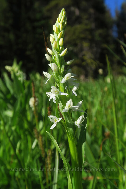 white bog orchid (Platanthera dilatata) [Tamarack Meadow, Rogue River-Siskiyou National Forest, Jackson County, Oregon]