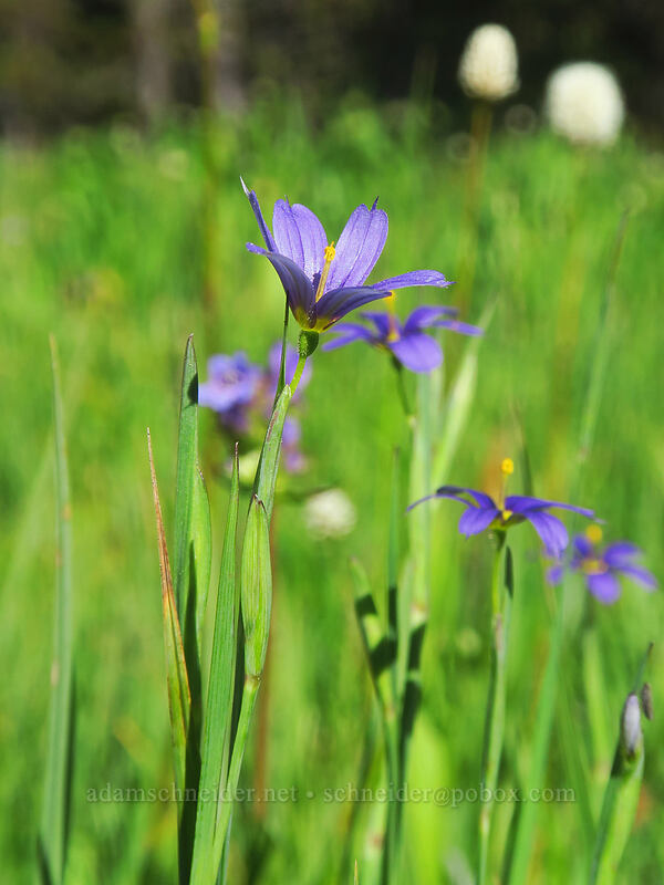 Idaho blue-eyed grass (Sisyrinchium idahoense) [Tamarack Meadow, Rogue River-Siskiyou National Forest, Jackson County, Oregon]