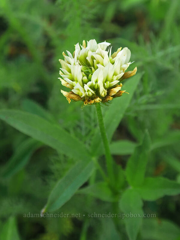 long-stalked clover (Trifolium longipes) [Tamarack Meadow, Rogue River-Siskiyou National Forest, Jackson County, Oregon]