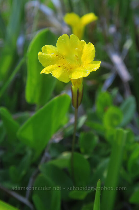 primrose monkeyflower (Erythranthe primuloides (Mimulus primuloides)) [Tamarack Meadow, Rogue River-Siskiyou National Forest, Jackson County, Oregon]