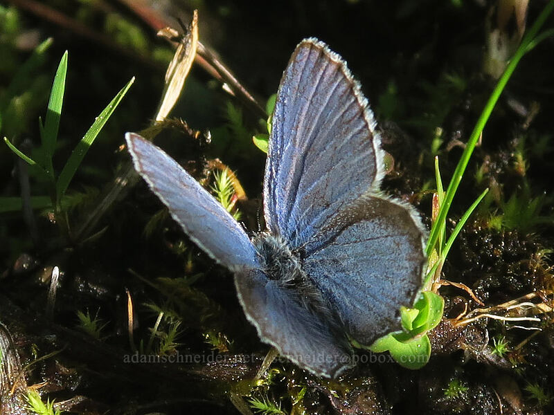 Anna's blue butterfly (Plebejus anna) [Tamarack Meadow, Rogue River-Siskiyou National Forest, Jackson County, Oregon]