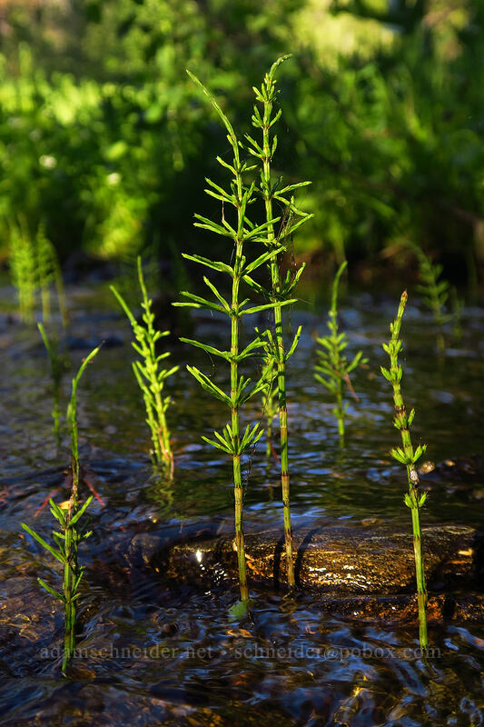 horsetails in Tamarack Creek (Equisetum arvense) [Tamarack Meadow, Rogue River-Siskiyou National Forest, Jackson County, Oregon]