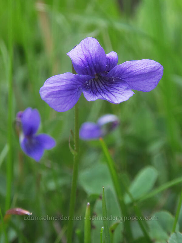 early blue violet (Viola adunca) [Tamarack Meadow, Rogue River-Siskiyou National Forest, Jackson County, Oregon]