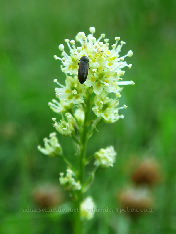 beetle on death-camas (Toxicoscordion venenosum (Zigadenus venenosus)) [Tamarack Meadow, Rogue River-Siskiyou National Forest, Jackson County, Oregon]