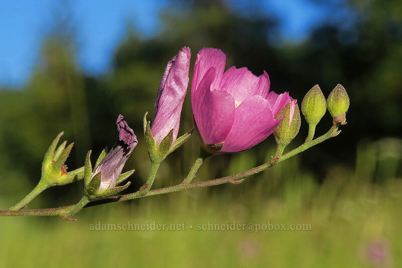 harsh checker-bloom (Sidalcea asprella (Sidalcea malviflora ssp. asprella)) [Forest Road 20, Rogue River-Siskiyou National Forest, Jackson County, Oregon]