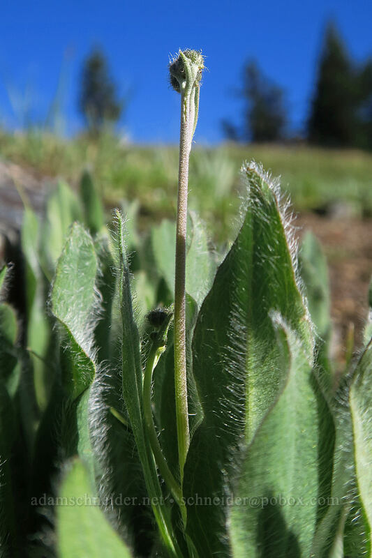 hawkweed, budding (Hieracium scouleri (Pilosella scouleri)) [Split Rock Trail, Rogue River-Siskiyou National Forest, Jackson County, Oregon]