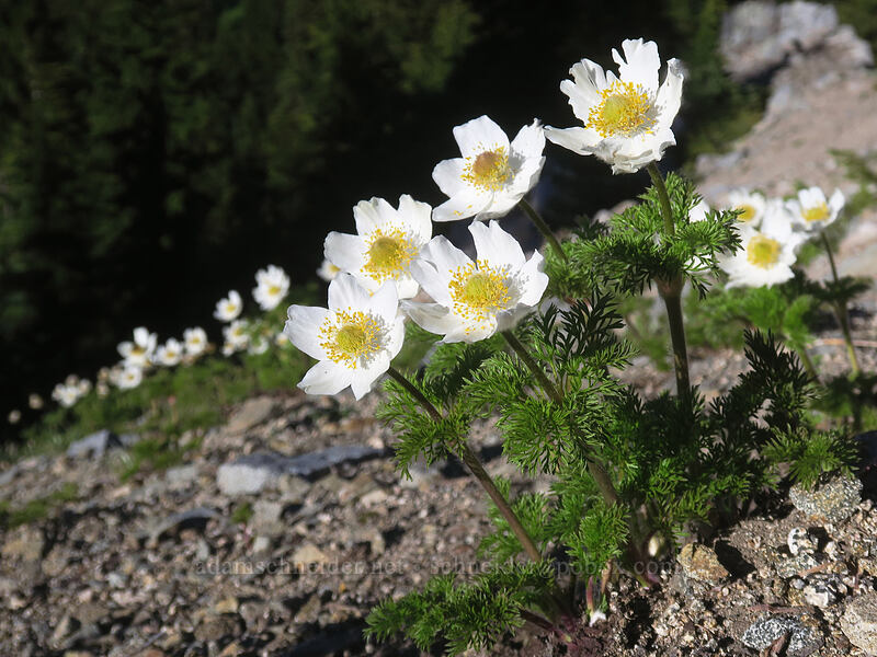 western pasqueflowers (Anemone occidentalis (Pulsatilla occidentalis)) [Split Rock Trail, Rogue River-Siskiyou National Forest, Jackson County, Oregon]