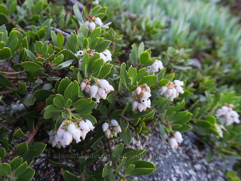 pinemat manzanita flowers (Arctostaphylos nevadensis) [Split Rock Trail, Rogue River-Siskiyou National Forest, Jackson County, Oregon]
