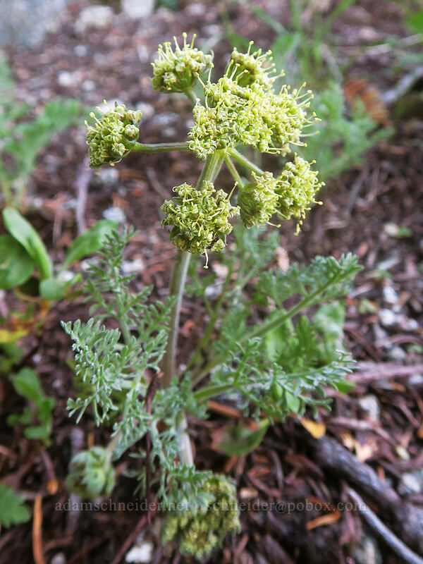 big-seed biscuitroot (Lomatium macrocarpum) [Split Rock Trail, Rogue River-Siskiyou National Forest, Jackson County, Oregon]