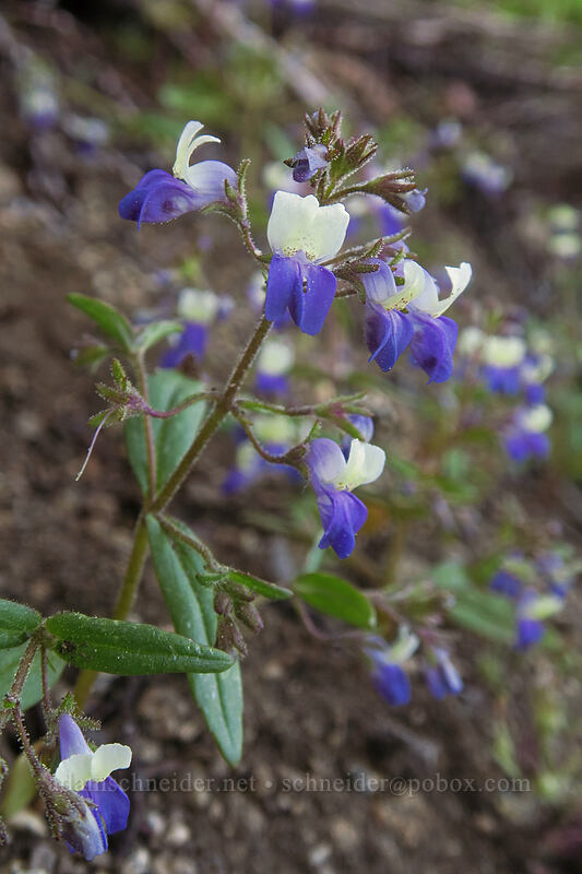 broad-leaf blue-eyed-Mary (Collinsia latifolia (Collinsia torreyi var. latifolia)) [Split Rock Trail, Rogue River-Siskiyou National Forest, Jackson County, Oregon]
