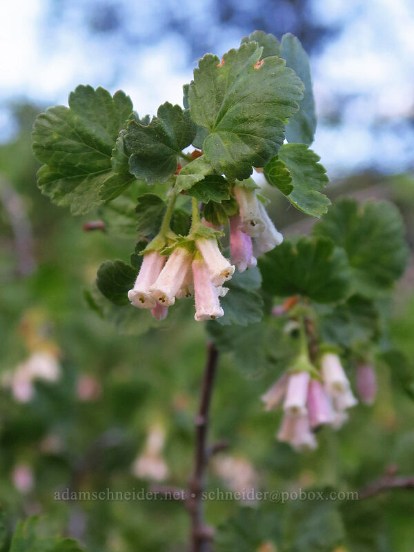 wax currant (Ribes cereum) [Split Rock Trail, Rogue River-Siskiyou National Forest, Jackson County, Oregon]