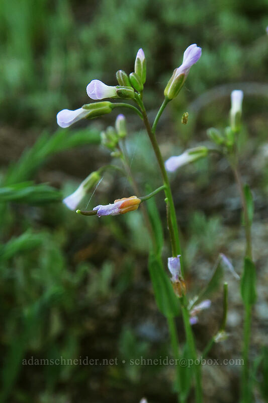 meadow rock-cress (Boechera pratincola (Arabis pratincola)) [McDonald Peak, Rogue River-Siskiyou National Forest, Jackson County, Oregon]