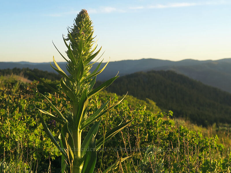 monument plant (giant frasera) (Frasera speciosa) [Split Rock Trail, Rogue River-Siskiyou National Forest, Jackson County, Oregon]