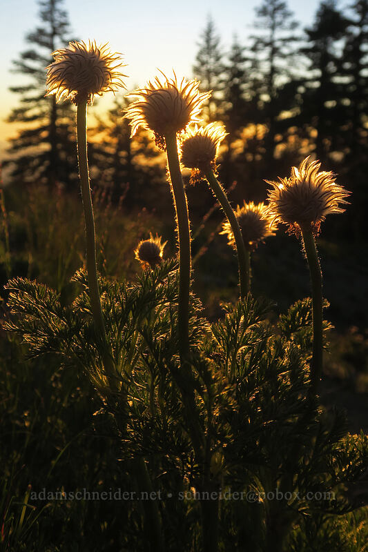 western pasqueflowers at sunset (Anemone occidentalis (Pulsatilla occidentalis)) [Split Rock Trail, Rogue River-Siskiyou National Forest, Jackson County, Oregon]