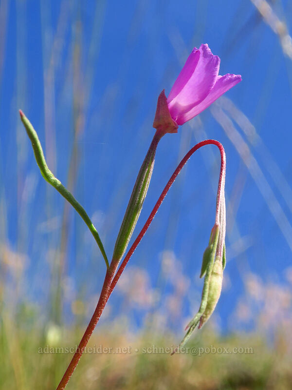 Lassen clarkia (Clarkia lassenensis) [Gunsight-Humbug Ridge, Klamath National Forest, Siskiyou County, California]