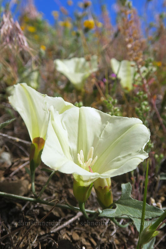 western morning glory (Calystegia occidentalis ssp. occidentalis) [Gunsight-Humbug Ridge, Klamath National Forest, Siskiyou County, California]
