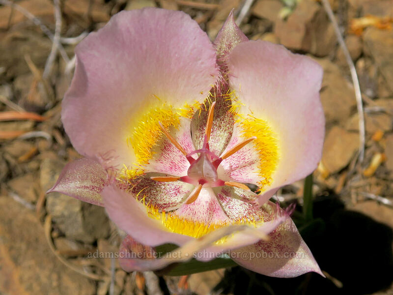 Siskiyou mariposa lily (Calochortus persistens) [Gunsight-Humbug Ridge, Klamath National Forest, Siskiyou County, California]
