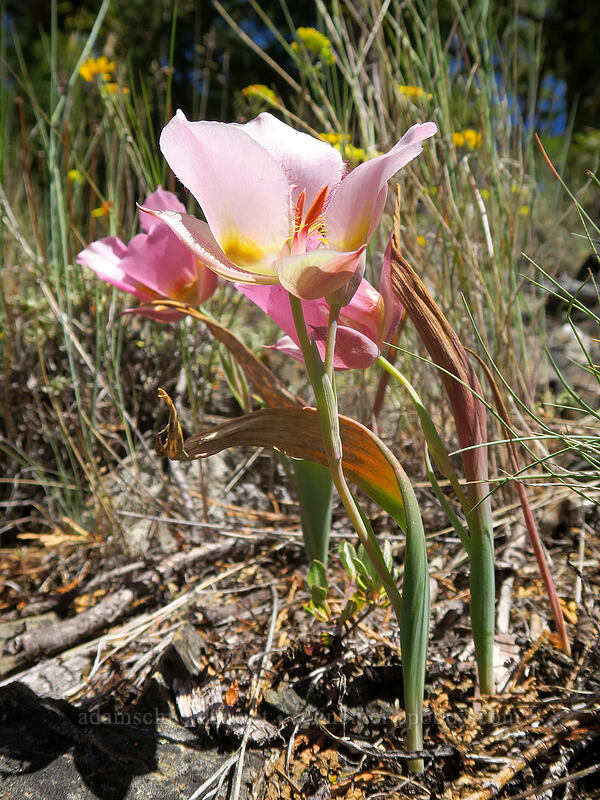 Siskiyou mariposa lily (Calochortus persistens) [Gunsight-Humbug Ridge, Klamath National Forest, Siskiyou County, California]