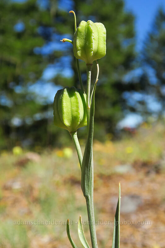 spotted mountain-bells seed-pods (Fritillaria atropurpurea) [Gunsight-Humbug Ridge, Klamath National Forest, Siskiyou County, California]