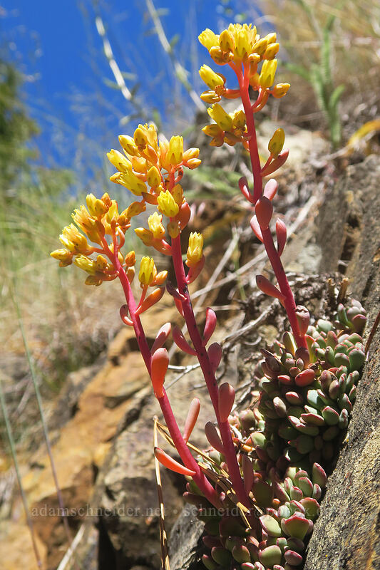 stonecrop (Sedum sp.) [Gunsight-Humbug Ridge, Klamath National Forest, Siskiyou County, California]