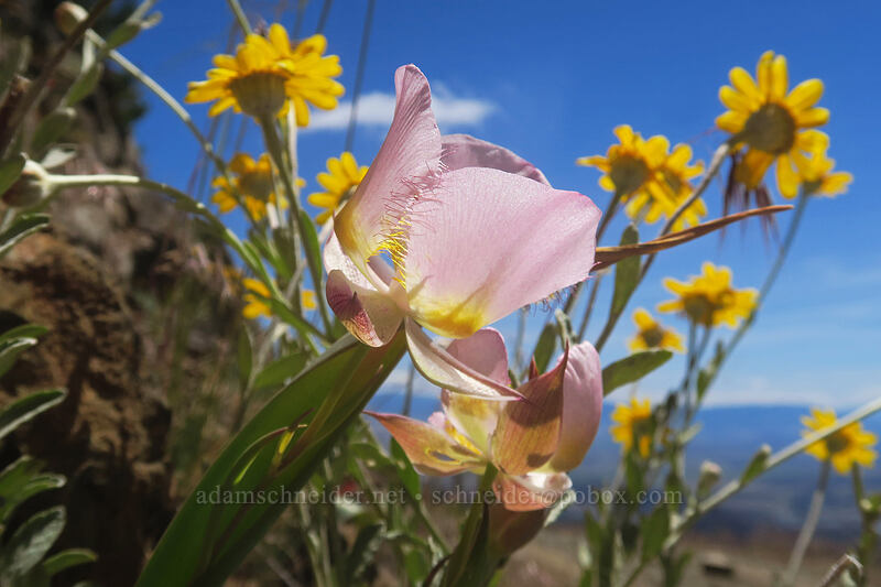 Siskiyou mariposa lily & Oregon sunshine (Calochortus persistens, Eriophyllum lanatum) [Gunsight-Humbug Ridge, Klamath National Forest, Siskiyou County, California]
