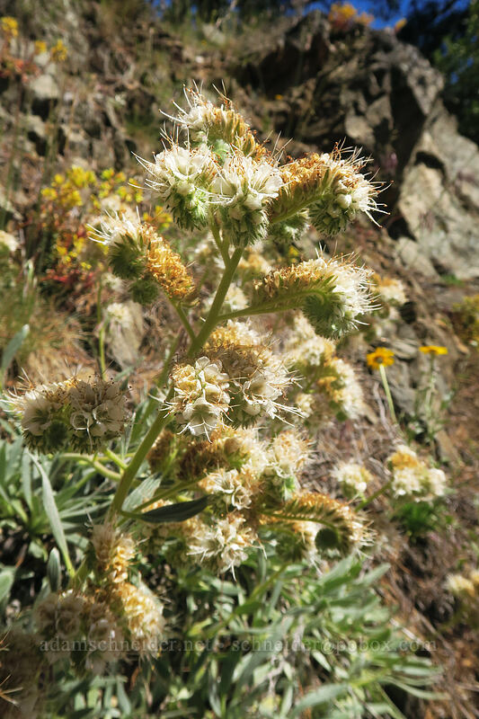 serpentine phacelia (Phacelia corymbosa) [Gunsight-Humbug Ridge, Klamath National Forest, Siskiyou County, California]