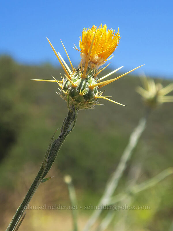 yellow star thistle (Centaurea solstitialis) [Yreka-Walker Road, Siskiyou County, California]