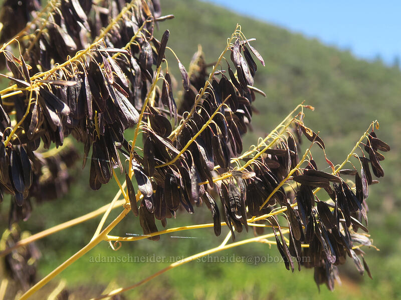 dyer's woad seeds (Isatis tinctoria) [Yreka-Walker Road, Siskiyou County, California]