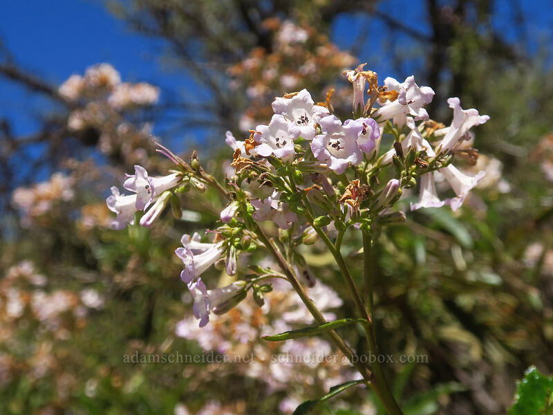 yerba santa (Eriodictyon californicum (Wigandia californica)) [Yreka-Walker Road, Siskiyou County, California]