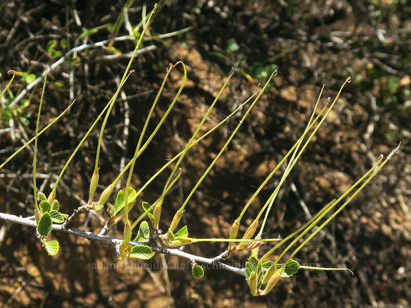 birch-leaf mountain mahogany, gone to seed (Cercocarpus betuloides) [Yreka-Walker Road, Siskiyou County, California]