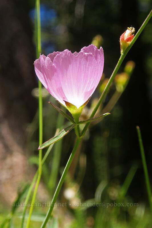 harsh checker-bloom (Sidalcea asprella (Sidalcea malviflora ssp. asprella)) [Scott Mountain Campground, Shasta-Trinity National Forest, Trinity County, California]