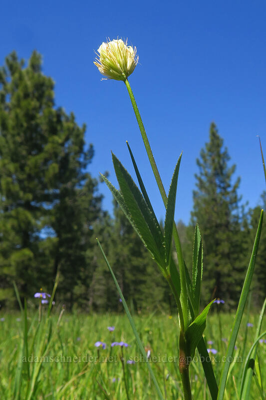Elmer's long-stalked clover (Trifolium longipes ssp. elmeri) [Scott Mountain Summit, Klamath National Forest, Siskiyou County, California]