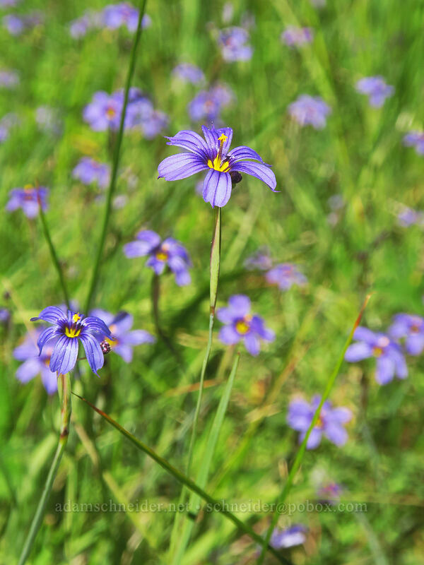 blue-eyed grass (Sisyrinchium bellum) [Scott Mountain Summit, Klamath National Forest, Siskiyou County, California]