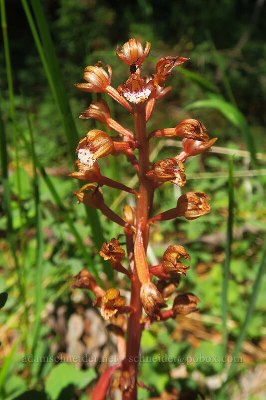 spotted coral-root orchid (Corallorhiza maculata) [Scott Mountain Summit, Klamath National Forest, Siskiyou County, California]