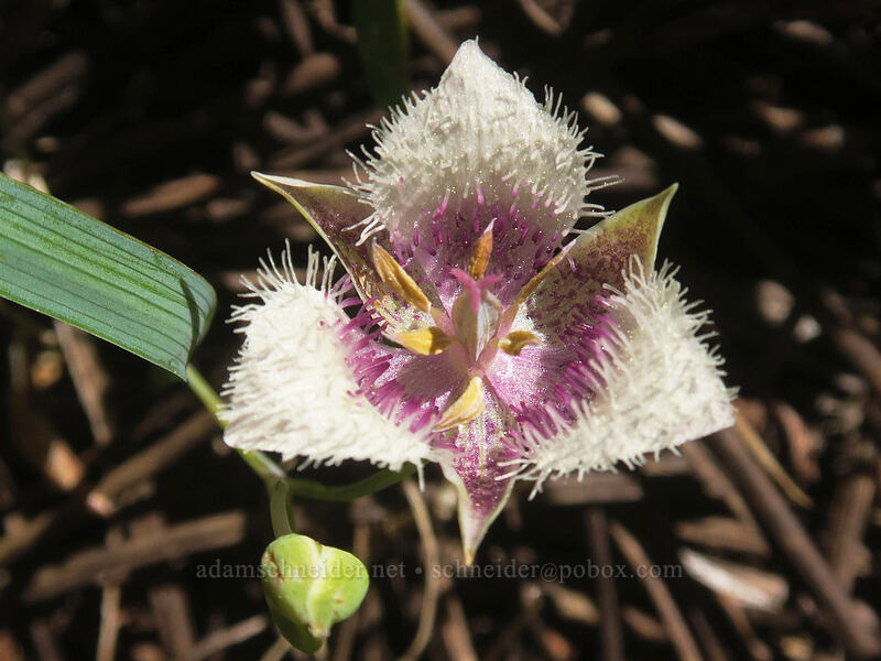 mariposa lily (Calochortus sp.) [Scott Mountain Summit, Klamath National Forest, Siskiyou County, California]