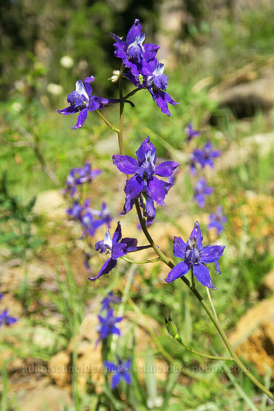 larkspur (Delphinium nuttallianum) [Kangaroo Lake Fen Trail, Klamath National Forest, Siskiyou County, California]