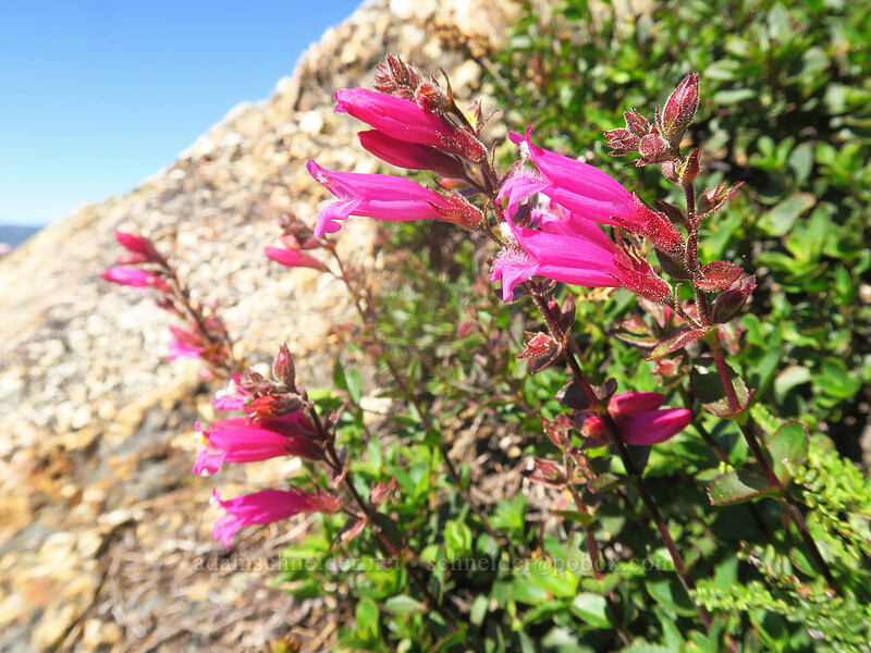 Newberry's penstemon (mountain pride) (Penstemon newberryi) [Kangaroo Lake Fen Trail, Klamath National Forest, Siskiyou County, California]