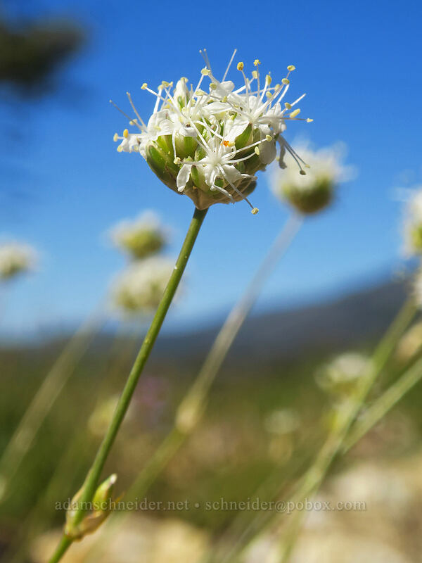 ball-head sandwort (Eremogone congesta (Arenaria congesta)) [Kangaroo Lake Fen Trail, Klamath National Forest, Siskiyou County, California]