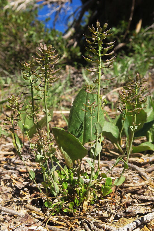 alpine penny-cress, gone to seed (Noccaea fendleri ssp. glauca (Thlaspi fendleri var. glaucum)) [Kangaroo Lake Fen Trail, Klamath National Forest, Siskiyou County, California]