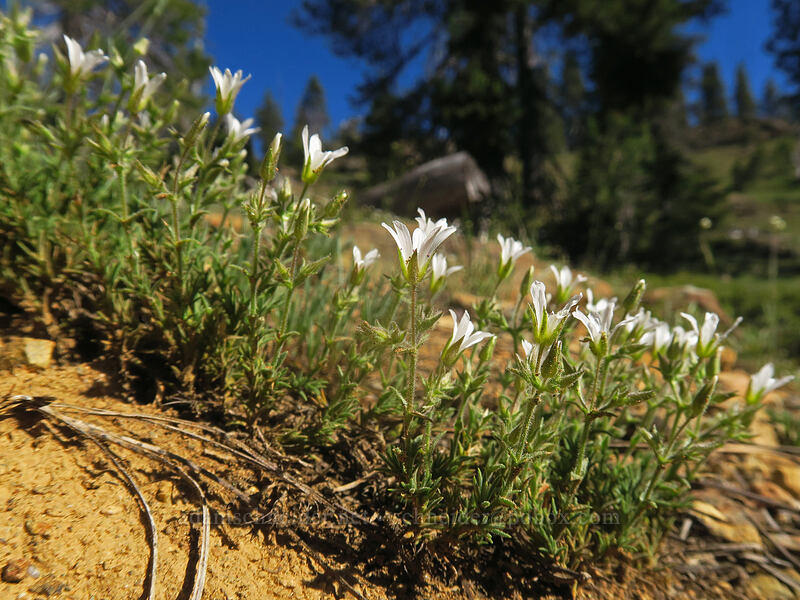 Nuttall's sandwort (Minuartia nuttallii var. gregaria (Sabulina nuttallii var. gregaria)) [Kangaroo Lake Fen Trail, Klamath National Forest, Siskiyou County, California]