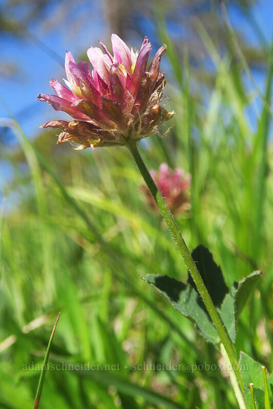 Oregon long-stalked clover (Trifolium longipes ssp. oreganum) [Kangaroo Lake Fen Trail, Klamath National Forest, Siskiyou County, California]