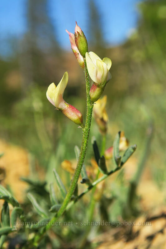 Siskiyou milk-vetch (Astragalus whitneyi var. siskiyouensis) [Kangaroo Lake Fen Trail, Klamath National Forest, Siskiyou County, California]