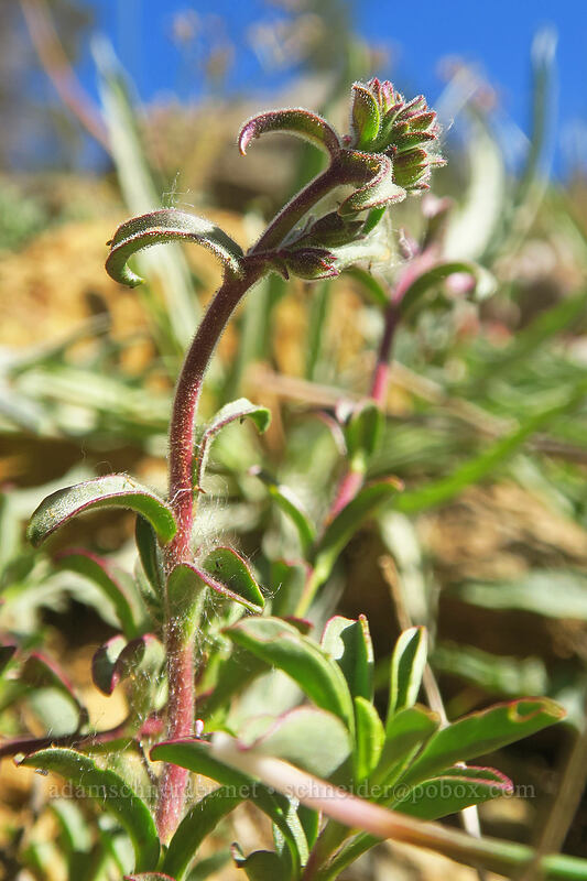 Roezl's penstemon, budding (Penstemon roezlii (Penstemon laetus ssp. roezlii)) [Kangaroo Lake Fen Trail, Klamath National Forest, Siskiyou County, California]