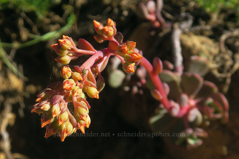 Kierstead's stonecrop, budding (Sedum kiersteadiae (Sedum obtusatum ssp. boreale)) [Kangaroo Lake Fen Trail, Klamath National Forest, Siskiyou County, California]