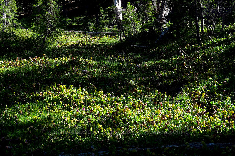 pitcher plant fen (Darlingtonia californica) [Kangaroo Lake Fen Trail, Klamath National Forest, Siskiyou County, California]
