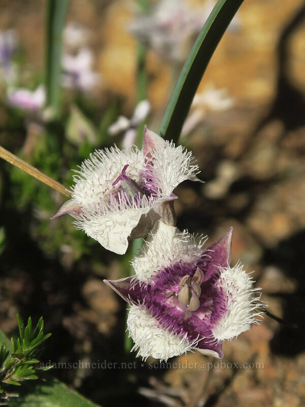 mariposa lily (Calochortus sp.) [Kangaroo Lake Fen Trail, Klamath National Forest, Siskiyou County, California]